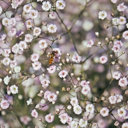 Picture of Gypsophila - Pacifica